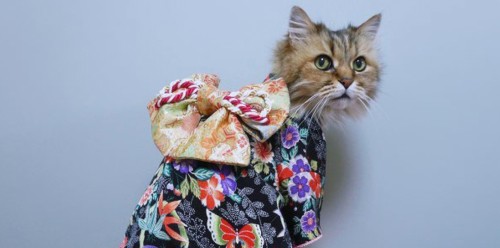 Katten in Kimono's uit Japan
