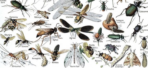 5 manieren om insecten uit je buurt te houden