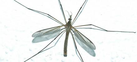 Waarom prikken muggen altijd dezelfde personen?