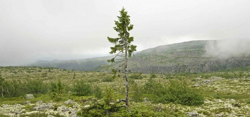 Aha, dus zo ziet de oudste boom ter wereld eruit!