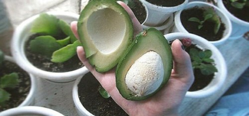 Dit kun je allemaal met een avocado pit doen!