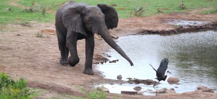 Kwazulu-Natal deel 1: Tembe Elephant Park 