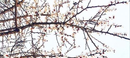Gekke feitjes over de lente