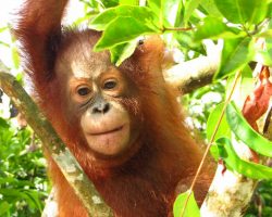 Mama Makan organiseert Bottomless BBQ op World Orangutan Day